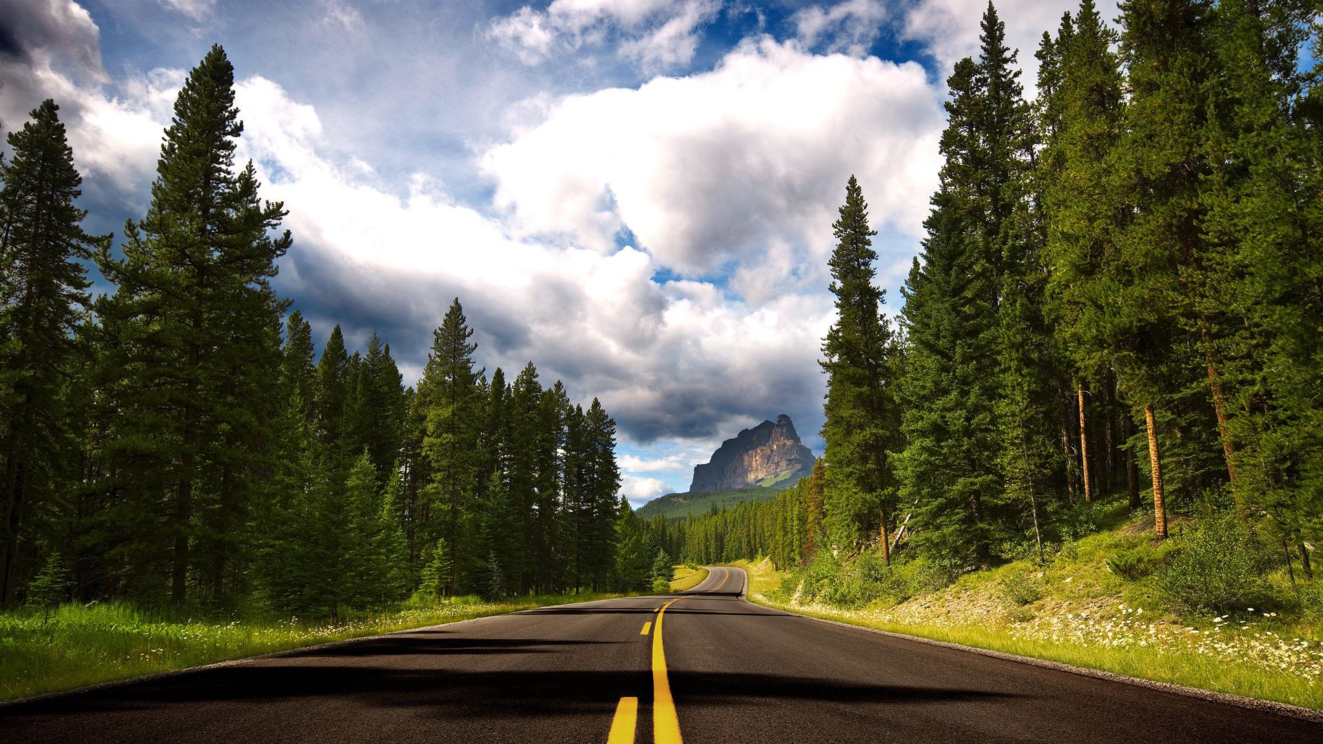 road, asphalt, marking, lines, trees, fur-trees