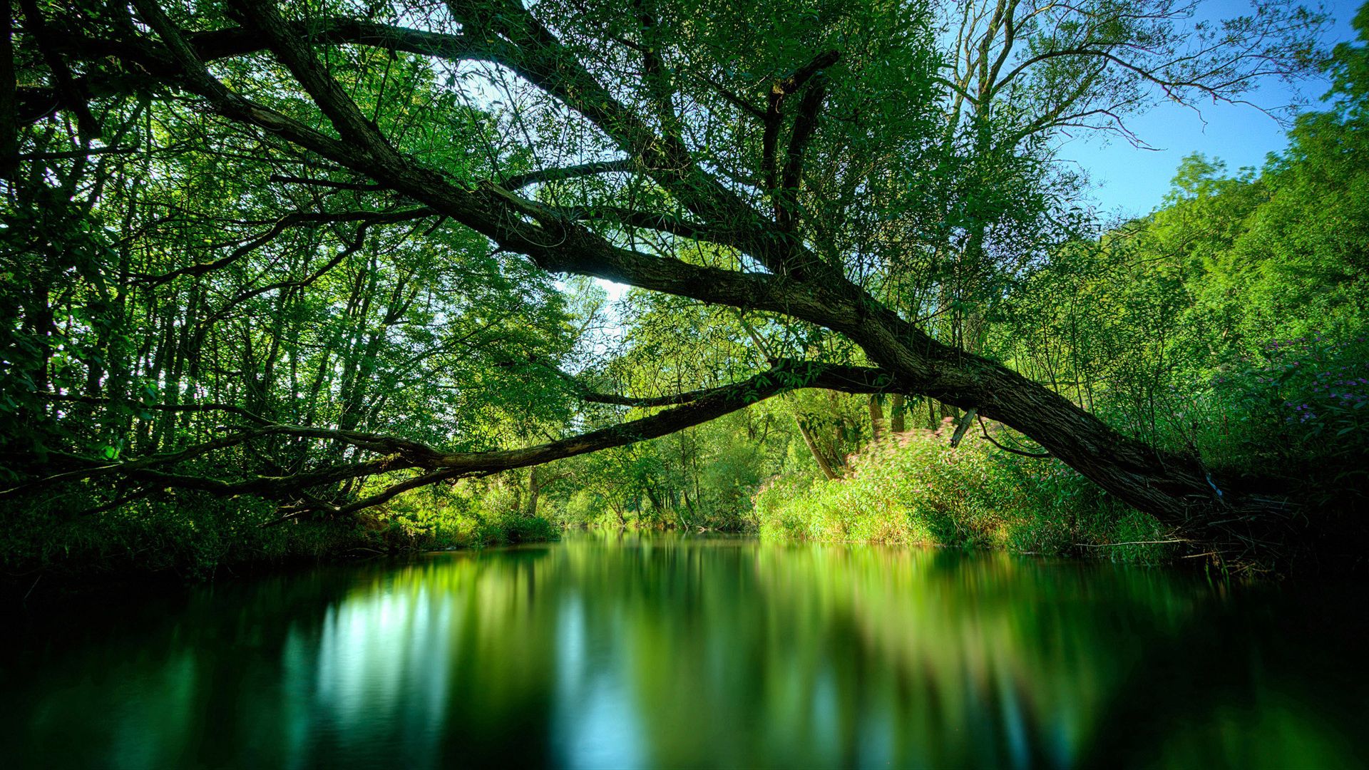 tree, lake, water, surface, smooth surface, inclination