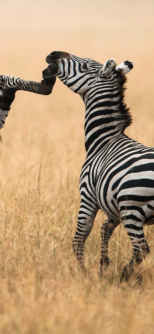 zebra, grass, walk, a pair of