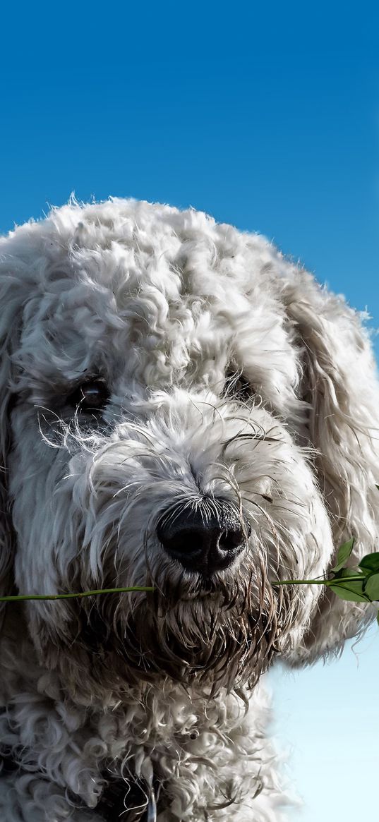 dog, friend, nose, rose, pet, flower