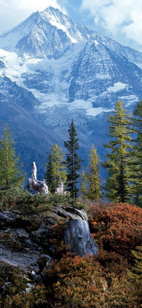 trees, wood, mountains, top, bichhorn, switzerland