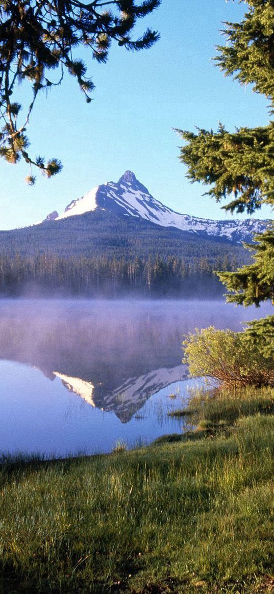 tree, wood, lake, evaporation, fog, trunk, mountain, reflection