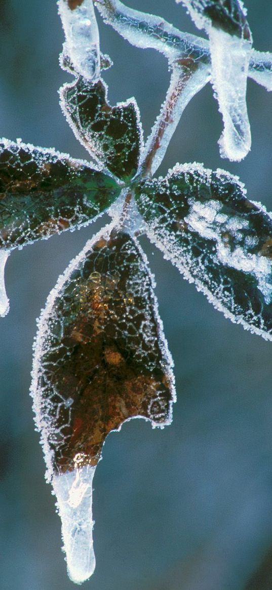 leaves, icicles, hoarfrost, cold, frost, winter, plant