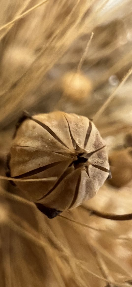 dried flowers, flowers, brown