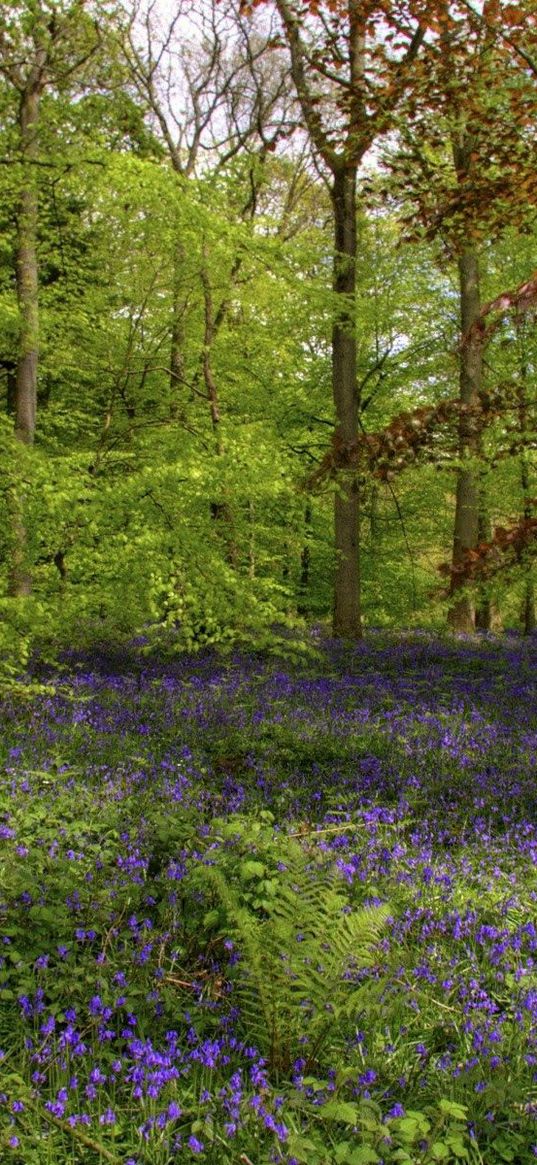 wood, flowers, greens, trunks, fern, vegetation, trees