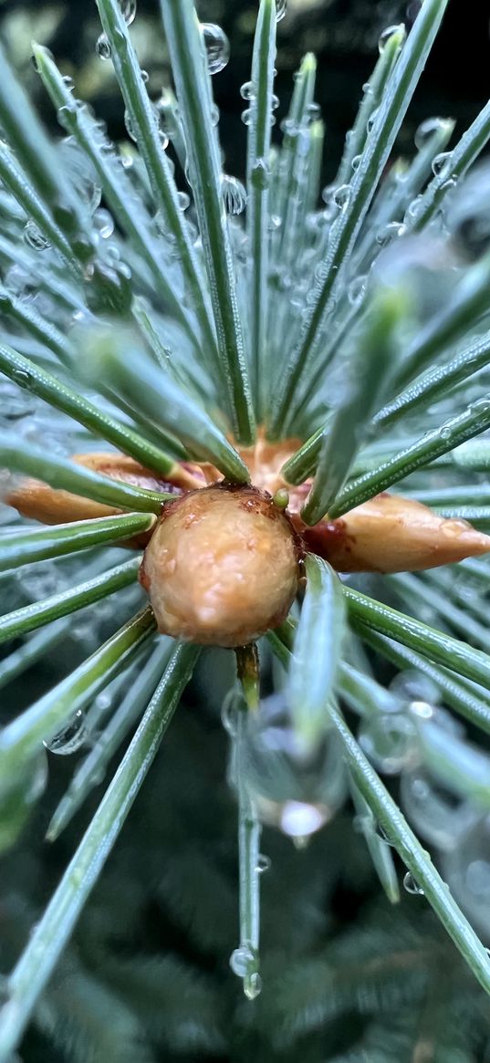 needles, cones, branch, christmas tree, drops, macro, plants, green, nature