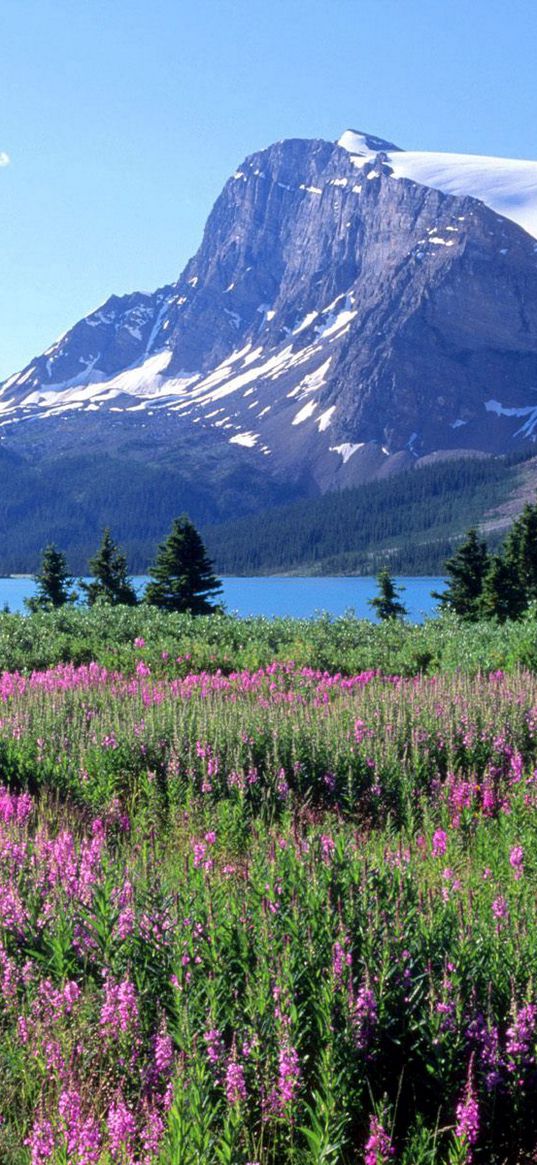 mountains, trees, flowers, lake, canada, glade