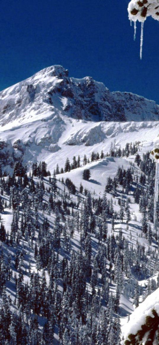 california, national park, trees, icicles, snow, mountains