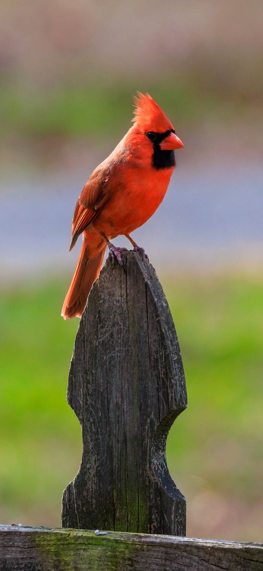 red cardinal, bird, fence