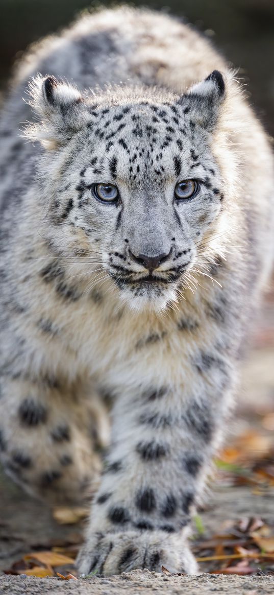 snow leopard, animal, big cat, step, wild, predator