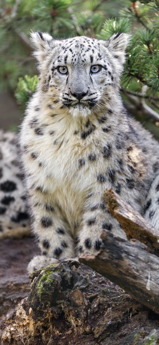 snow leopard, animal, big cat, wild, branch