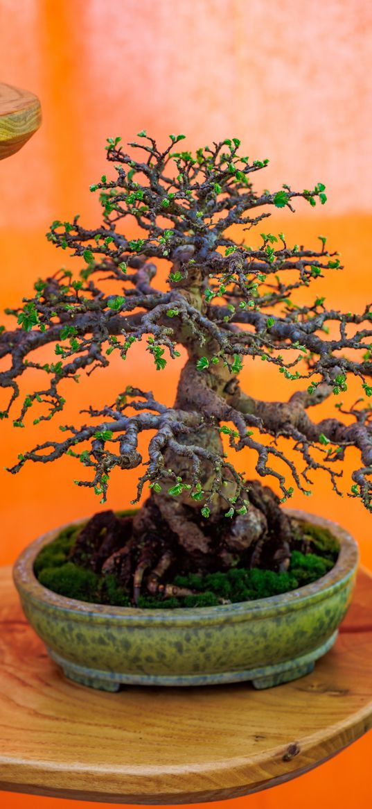 bonsai, tree, plant, japan