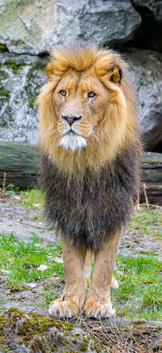 african lion, animal, predator, wildlife