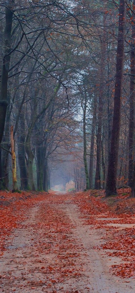 road, trees, walking paths, leaves