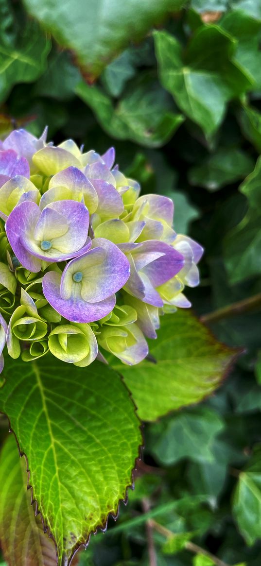 hydrangea, flowers, purple, green