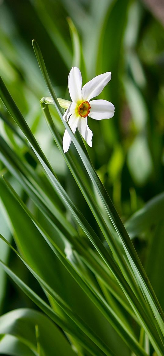 narcissus, green, close-up