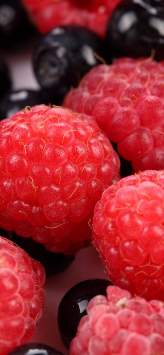 raspberries, berries, ripe