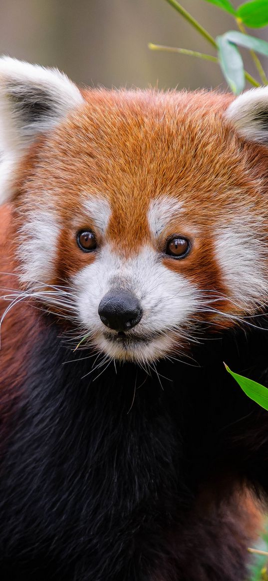 red panda, animal, wildlife, cute, furry