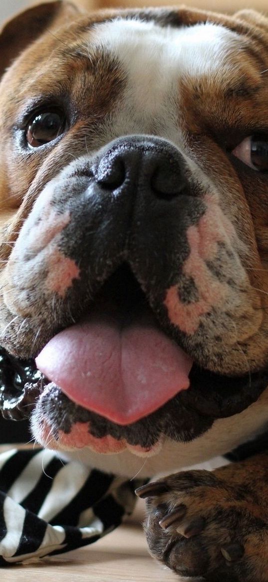 bulldog, face, tongue, tie