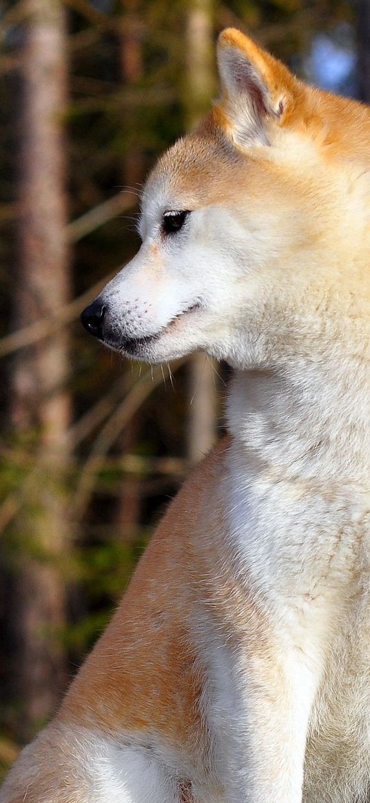 akita inu, couple, dog, entertainment