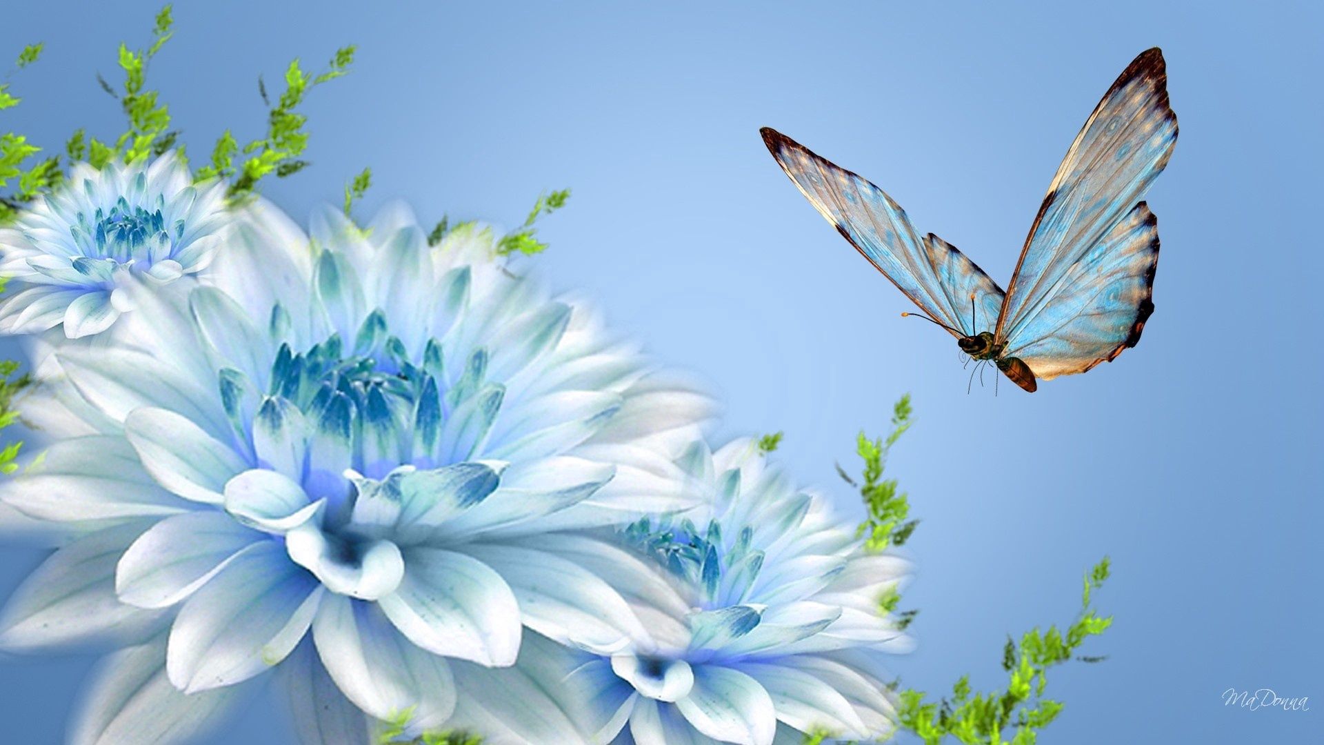 butterfly, flower, flying, close-up