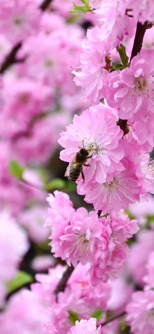 flowers, branches, bee, insect, flowering, pink