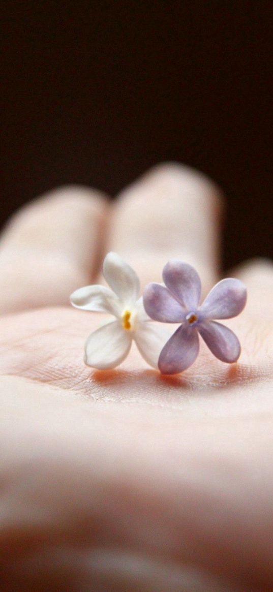 sleeve, flower, plant, palm