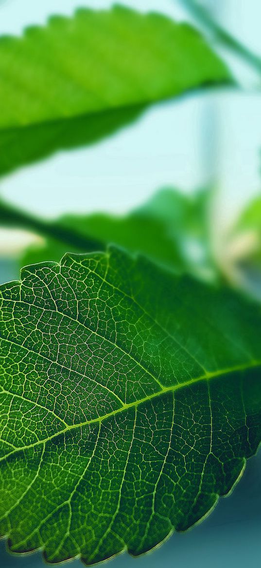 plants, leaves, carved