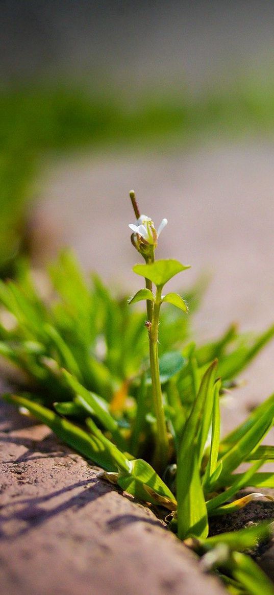 plant, sprout, green