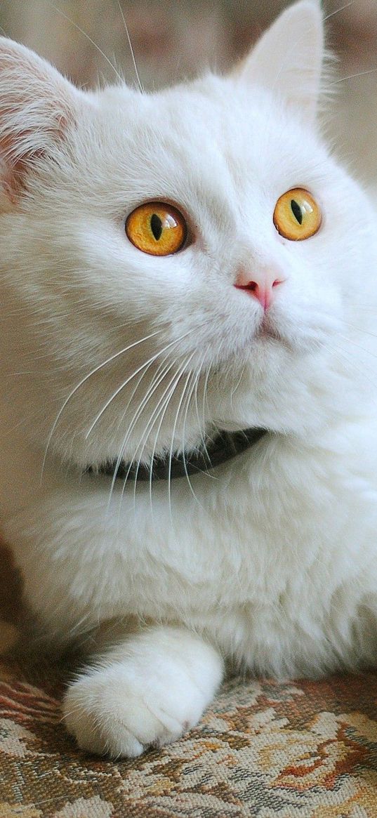 cat, lying, face, white