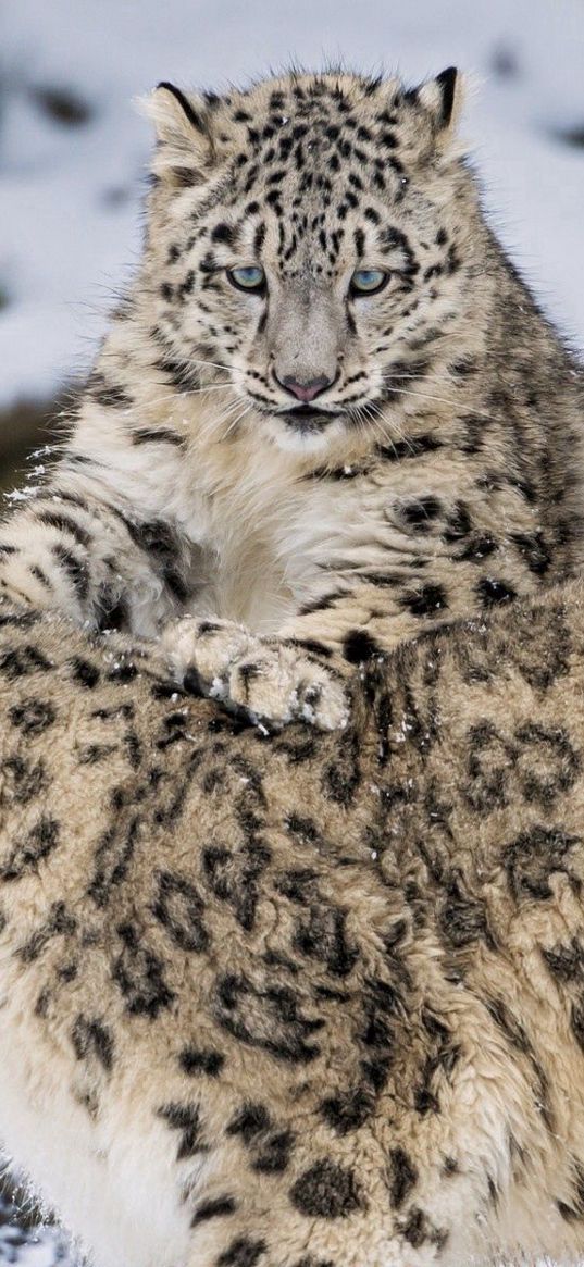 snow leopard, steam, snow, cats