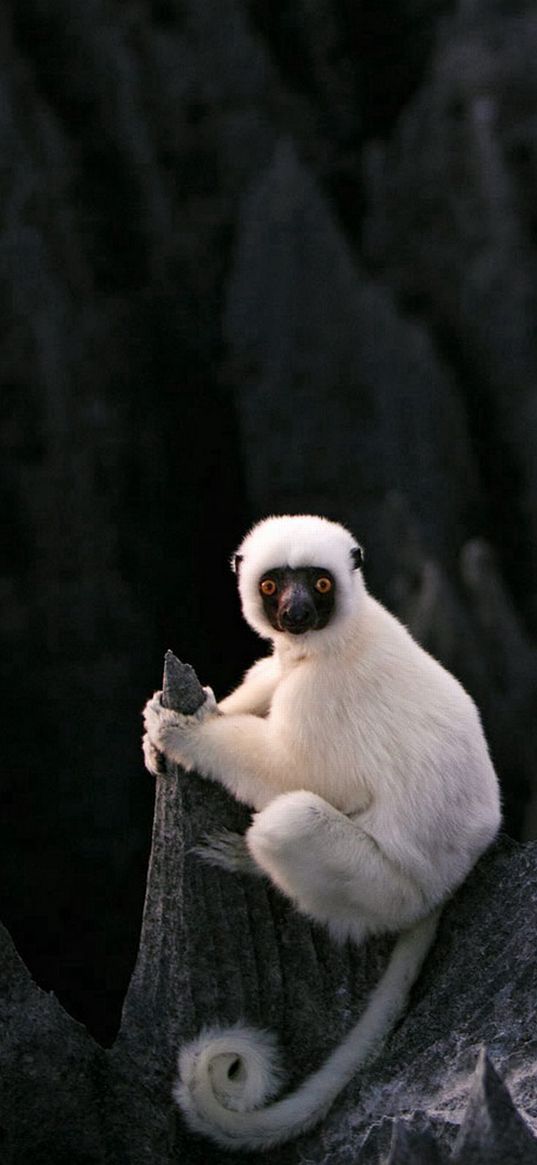 lemur, sit, stones