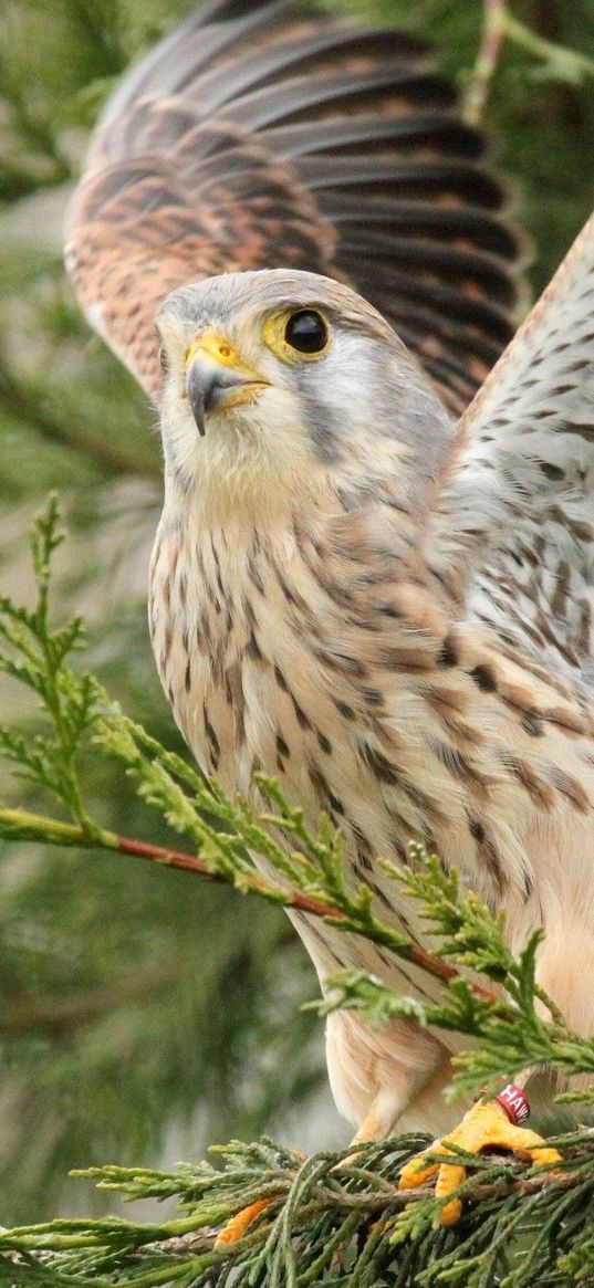 bird, predator, wings, wood, sweep