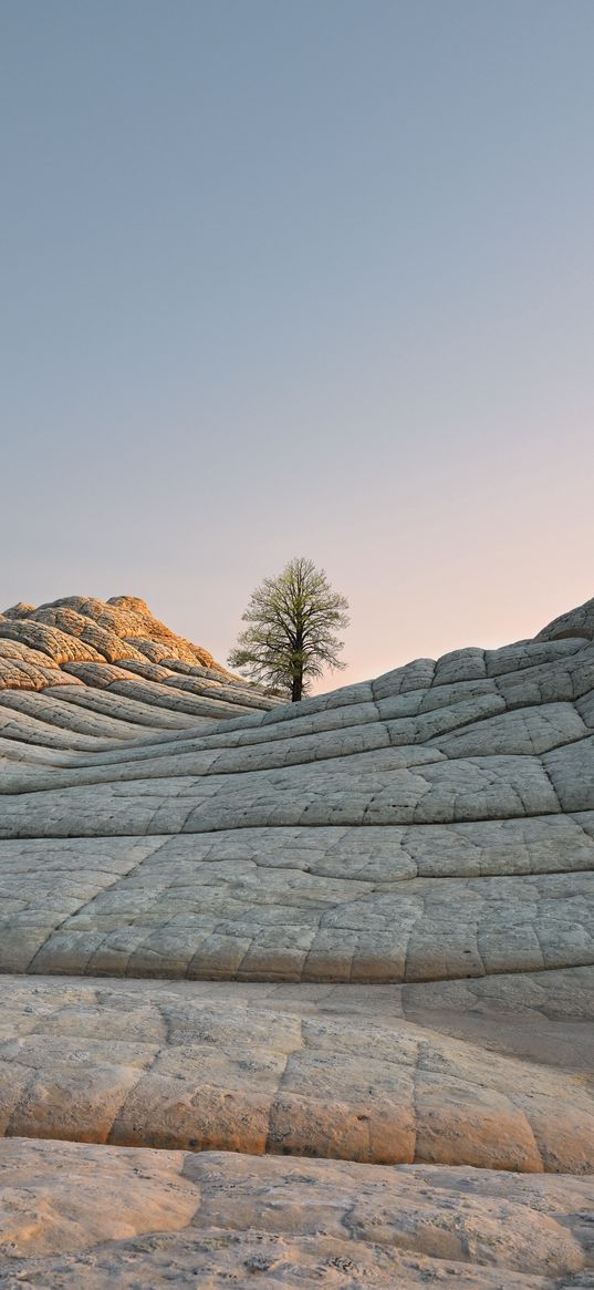 rock, tree, sky, dawn