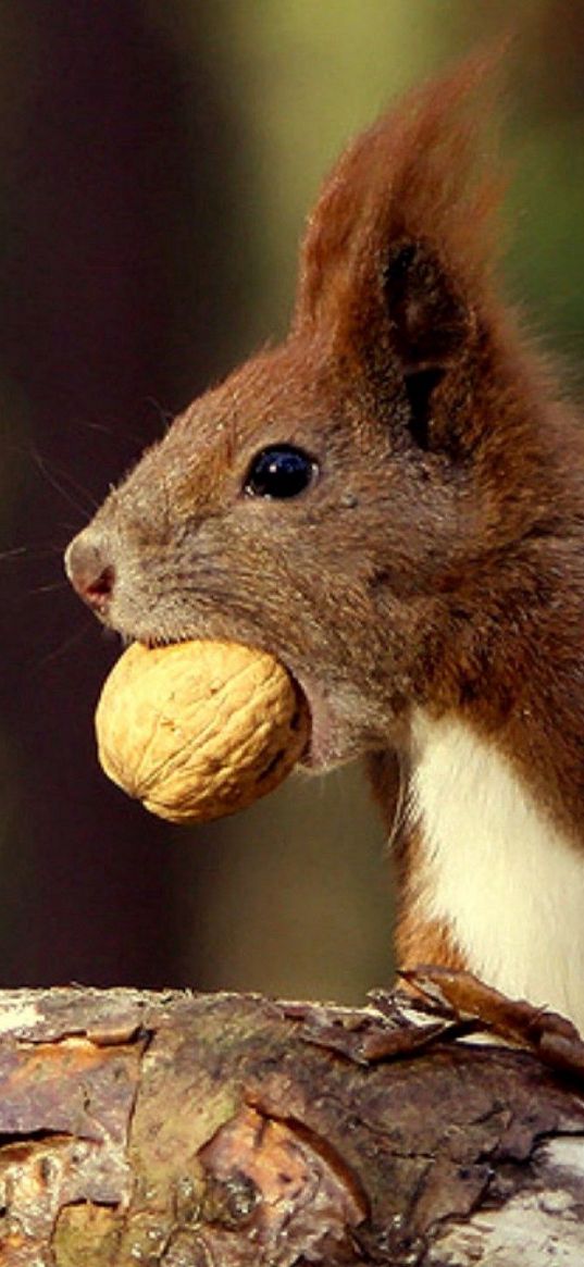 squirrel, food, nut