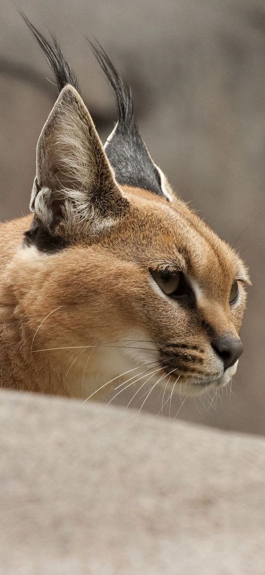 caracal, wild cat, walking