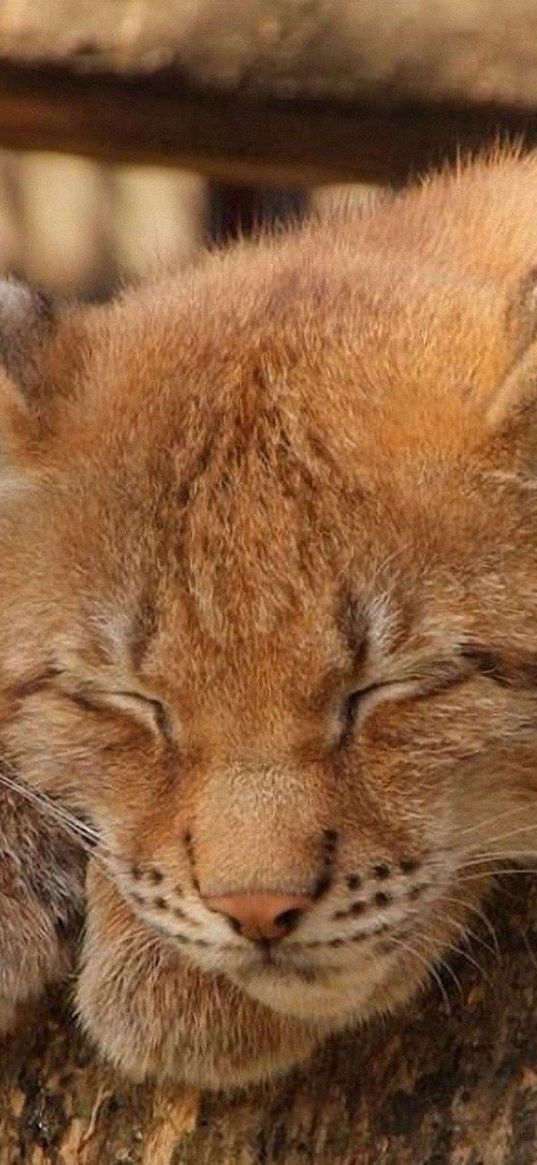 caracal, sleep, rest, wild cat