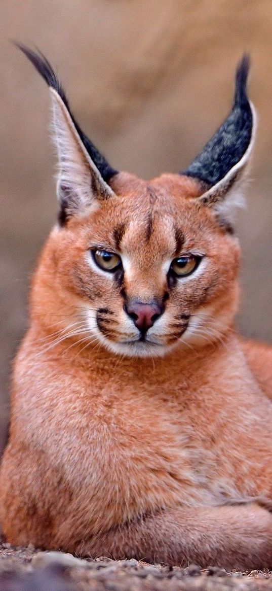 caracal, rest, beautiful