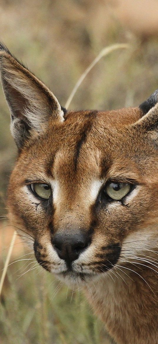 caracal, eyes, face, wild cat