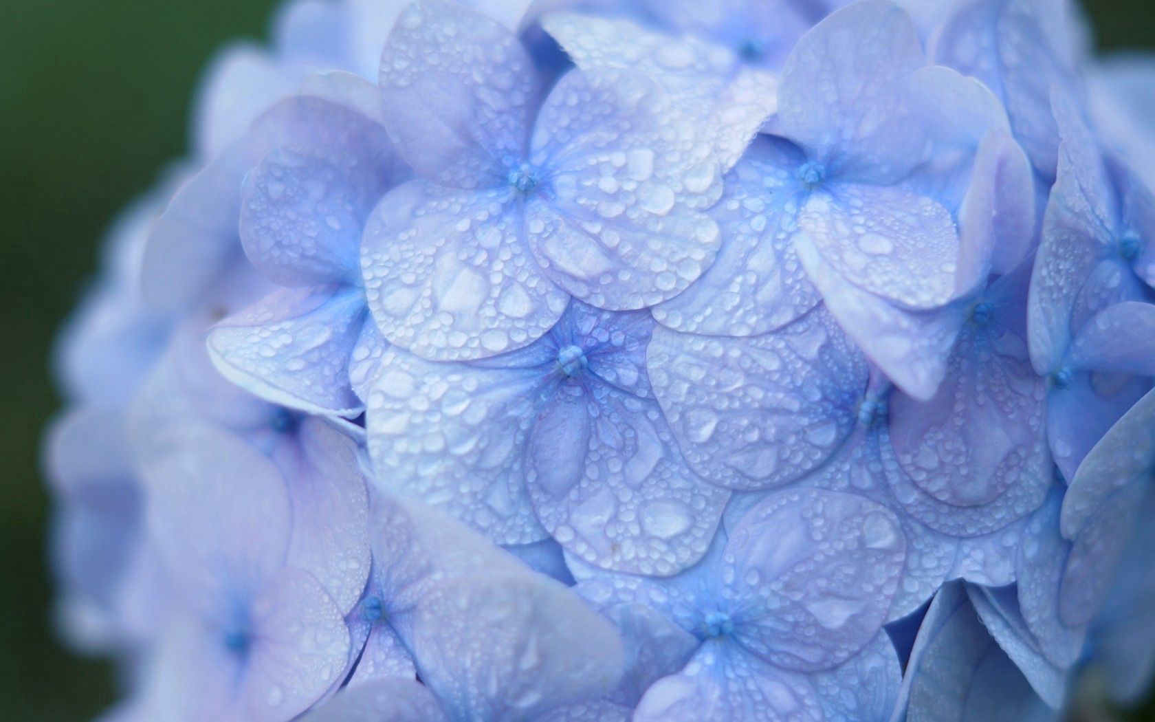 hydrangea, blue, drops, dew, macro, inflorescence