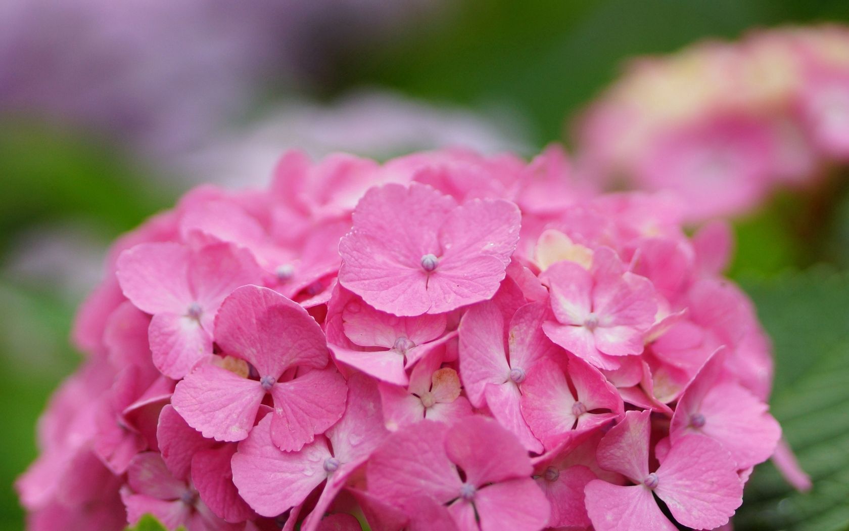 hydrangea, flower, inflorescence, pink, hat, drops, dew