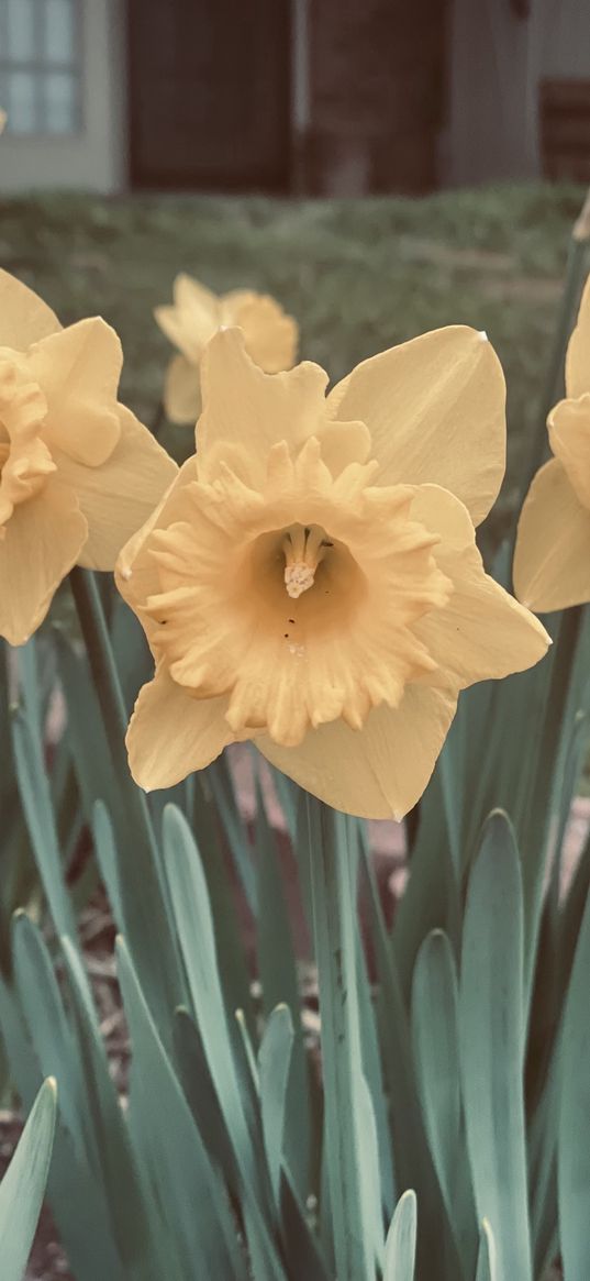 daffodils, flowers, yellow, glade