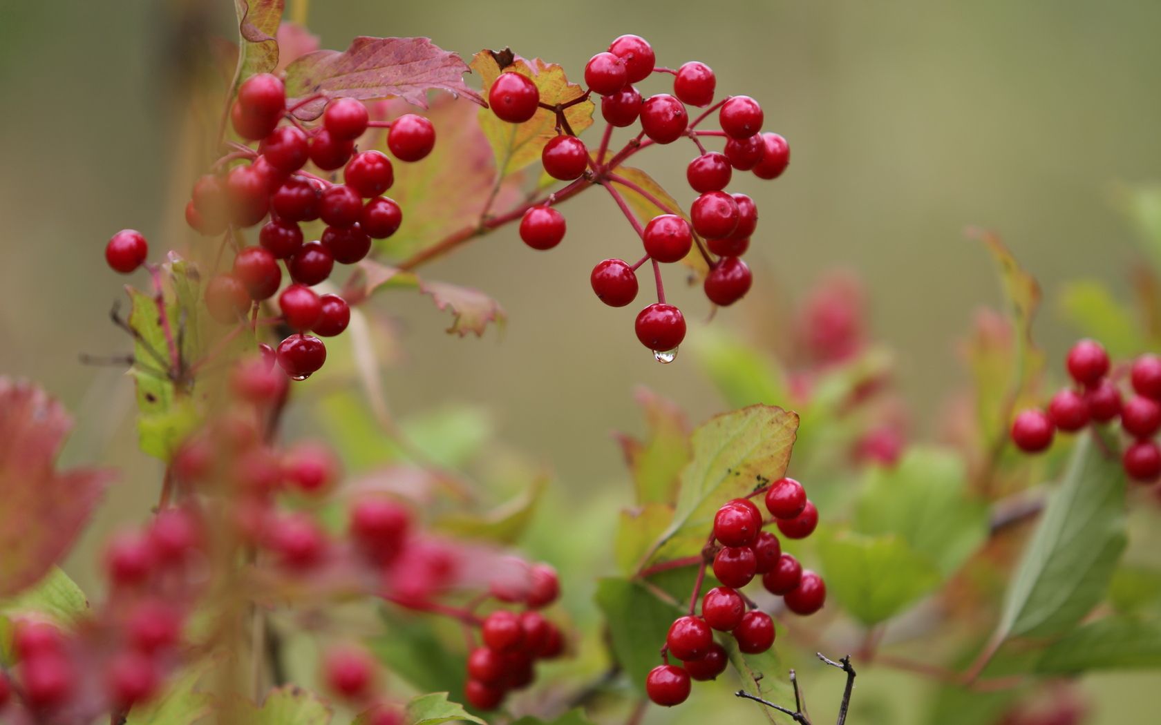 viburnum, drop, beginning of autumn