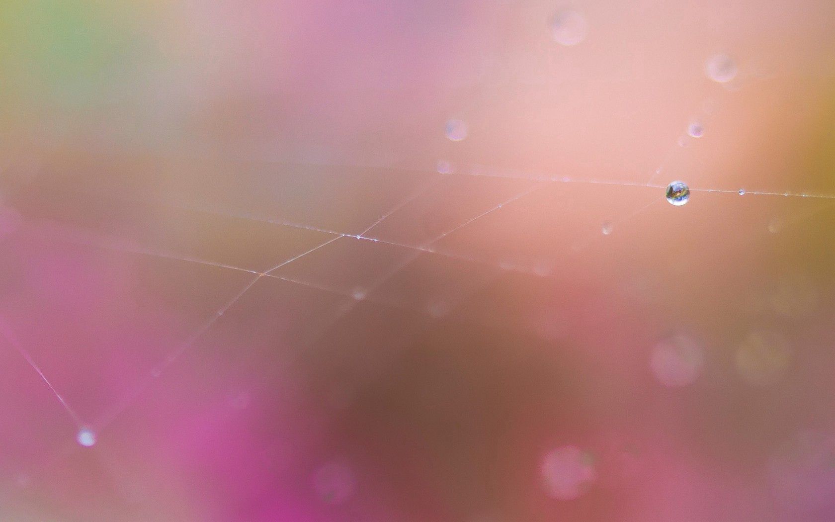 drops, gossamer, blur, background