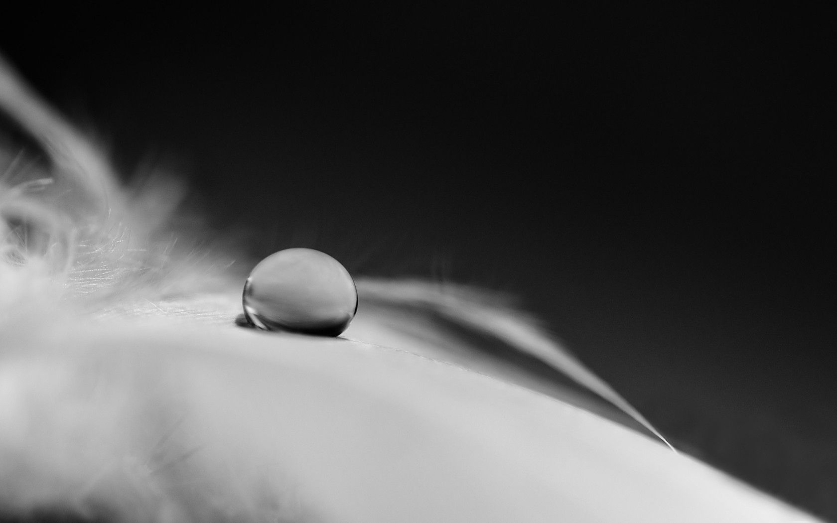 drop, feathers, down, monochrome, black and white