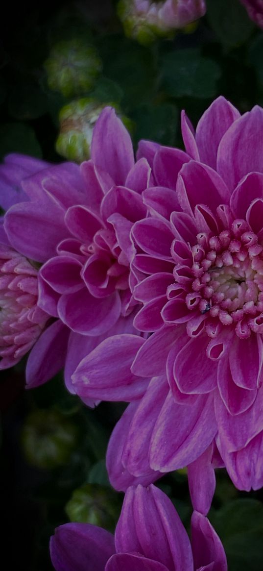 dahlia, flower, pink, plant, nature