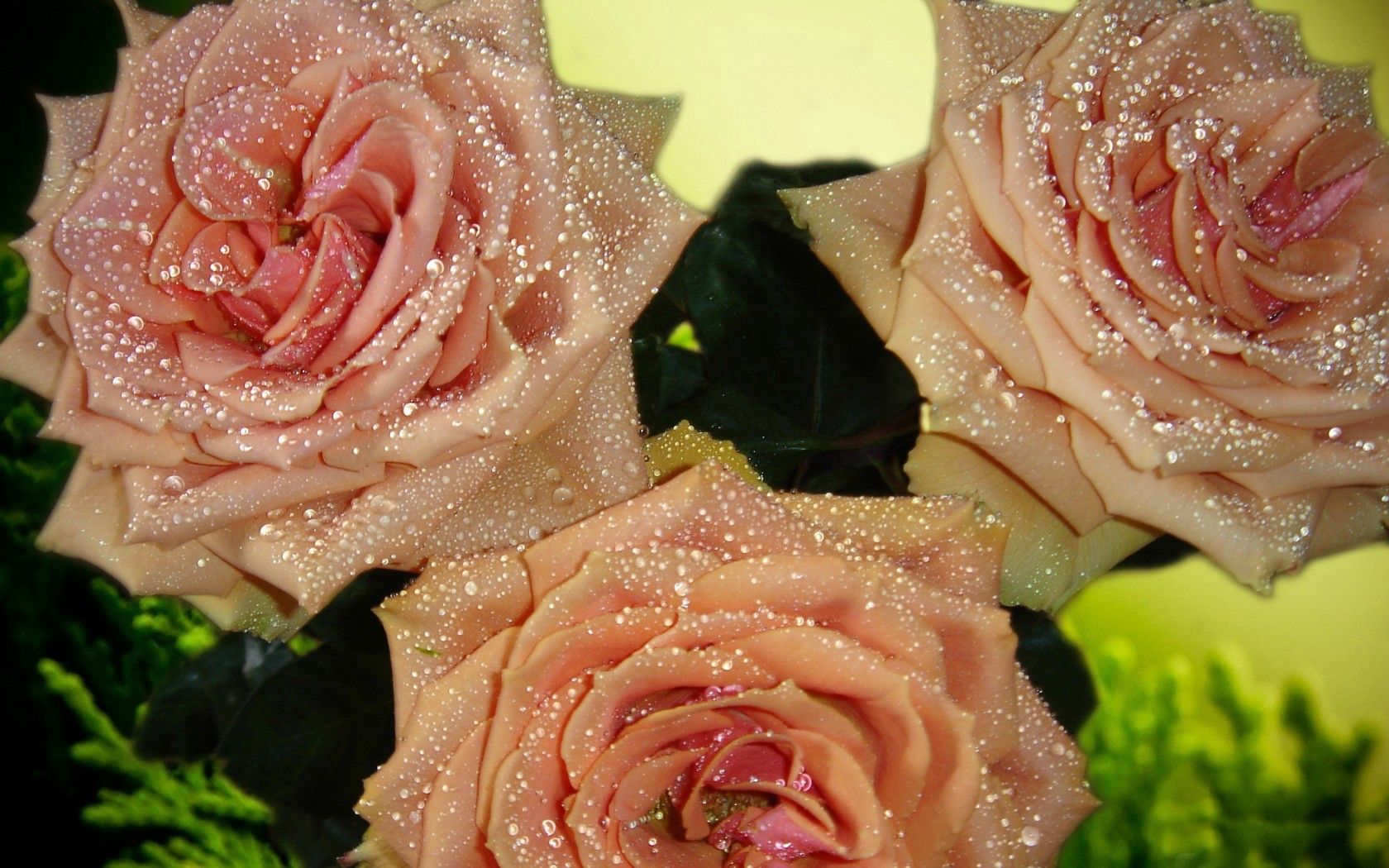 roses, flowers, flower, buds, petals, dew drops