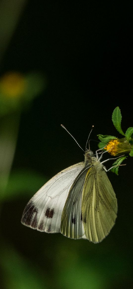 cabbage, butterfly, flower, plant, macro