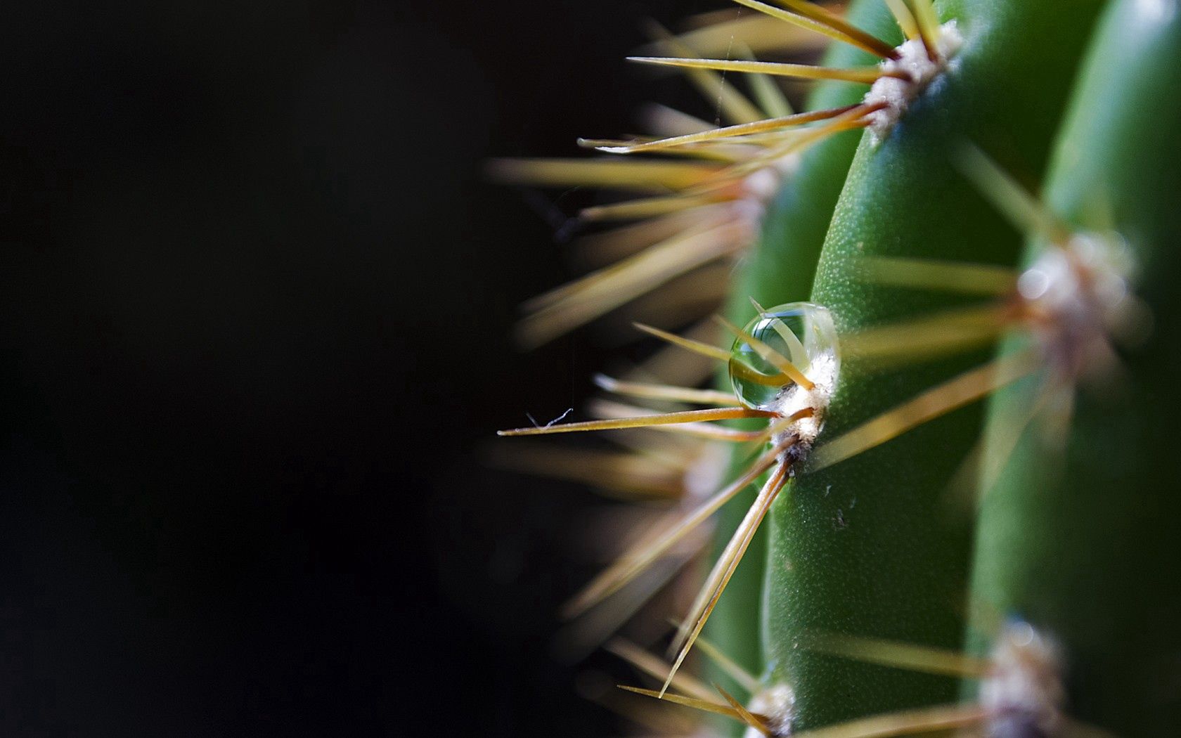 dark background, cactus, spines, thorns, green, drop