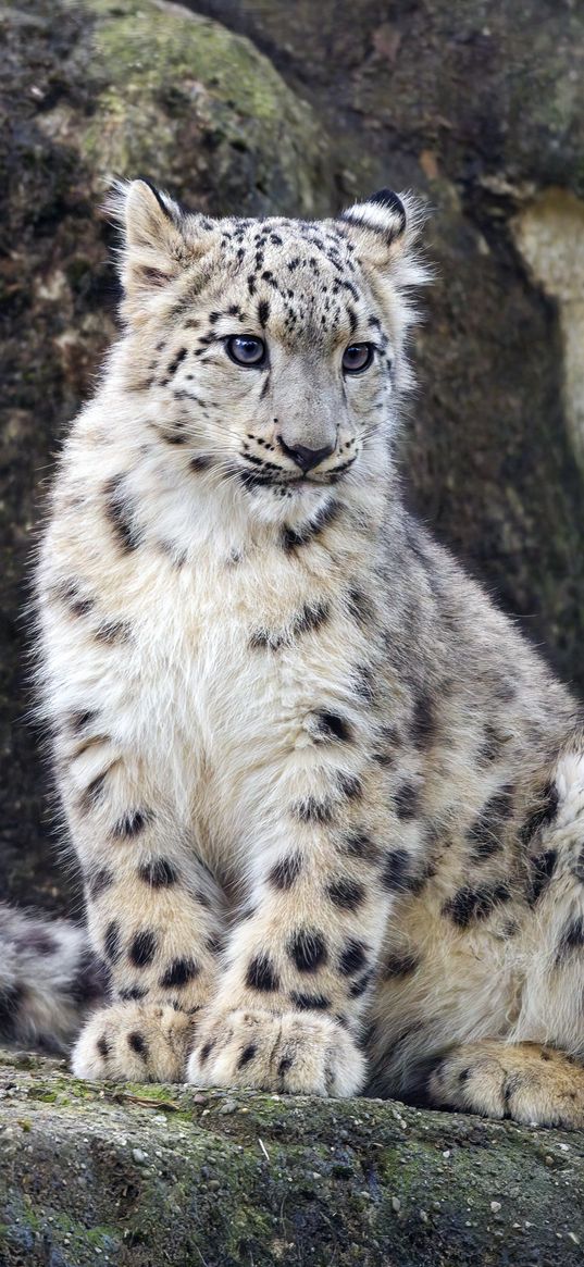 snow leopard, cub, big cat, wild, wildlife